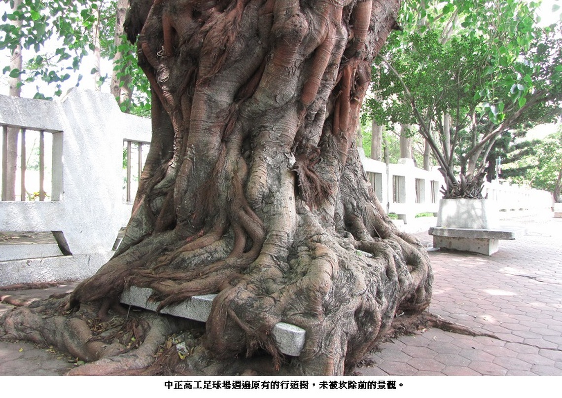 早期官員亂種樹 如今屁股擦不完