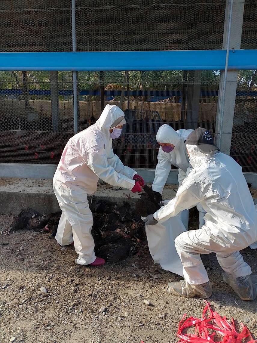 屏東縣動物防疫所主動通報屏東縣鹽埔鄉 飼養雞隻有異常死亡