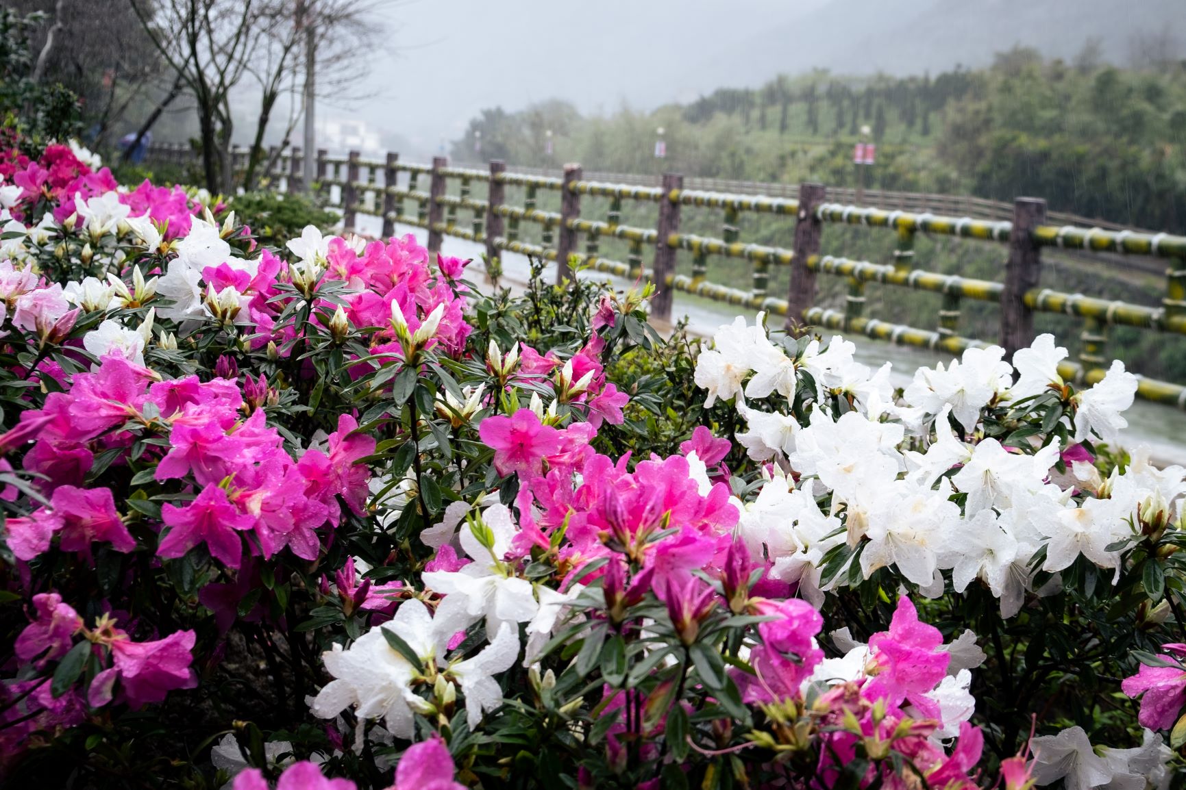 「花開落籽．河畔杜鵑饗宴」萬金杜鵑花季　2月22日至3月10日登場