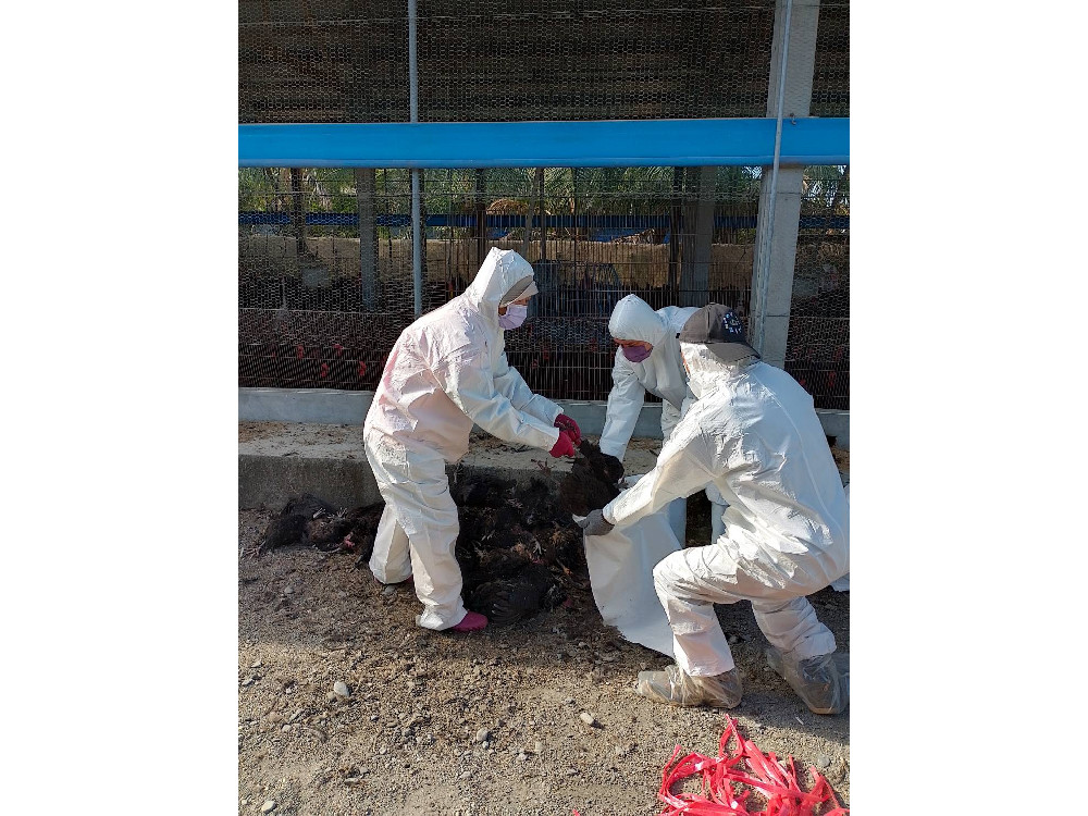 養禽業者主動通報鹽埔鄉土雞場確診感染H5N1禽流感