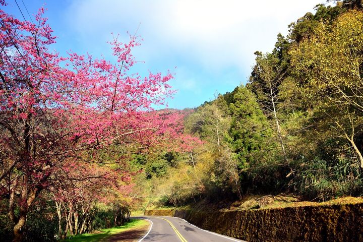 美拍路段別錯過!阿里山公路、蘇花路廊、屏鵝公路獲台灣景觀大獎