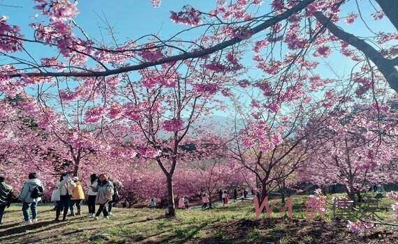 提升中部觀光能量!參山處今年再增6條免費接駁遊客路線