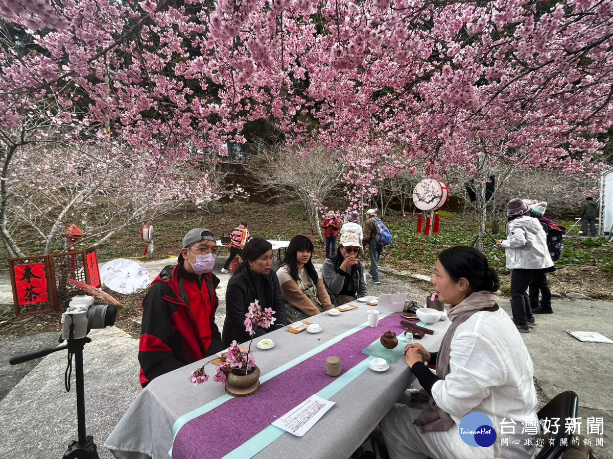民眾坐在千櫻園櫻花樹下,品茗優質梨山茶,一邊享受櫻吹雪絕景。