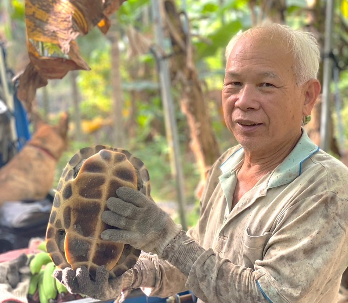 蕉園抓到大烏龜 蕉農嘖嘖稱奇