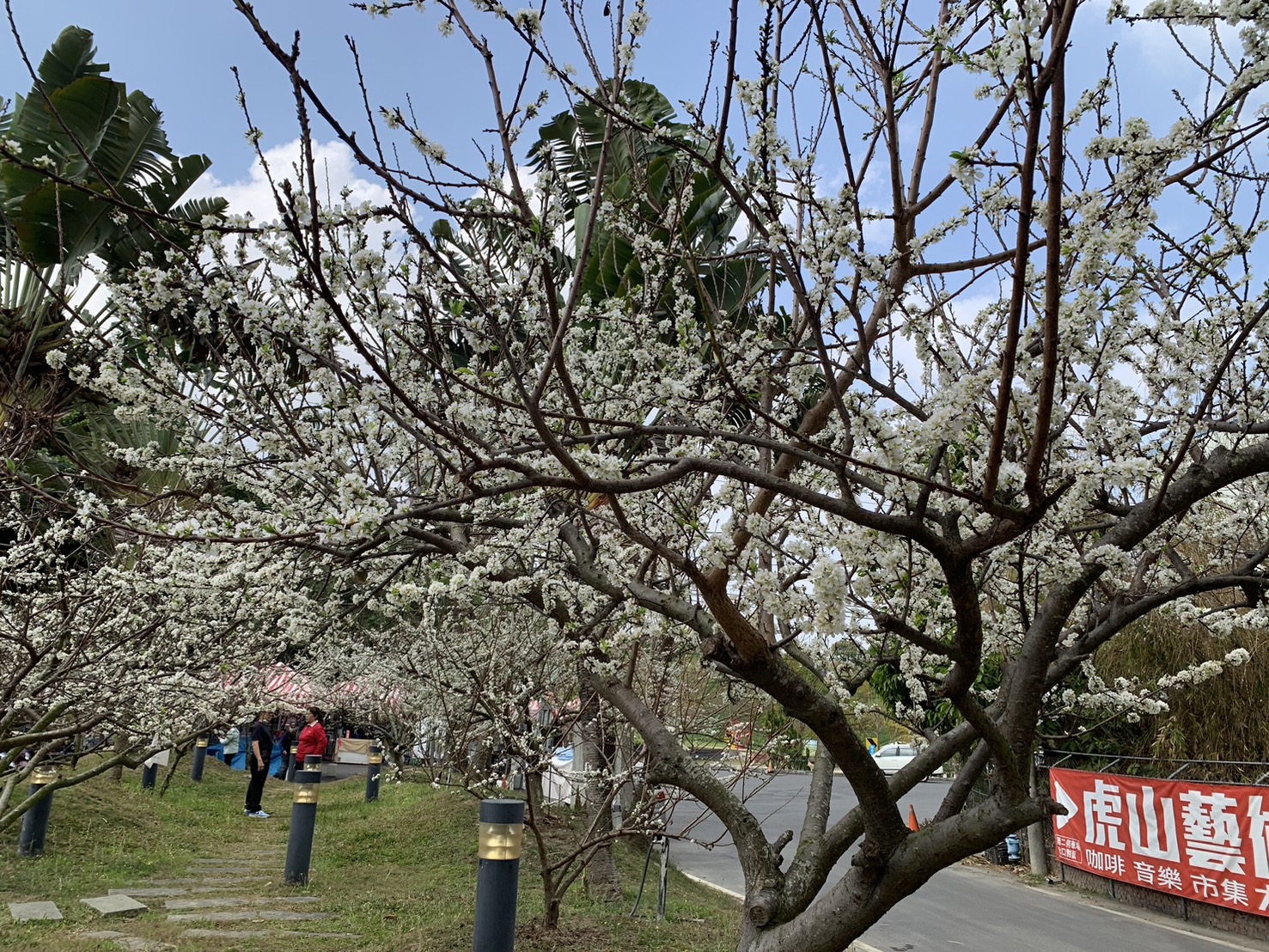 ▲花壇鄉八卦山腰李花大爆發,枝頭一片白皚皚,彷彿鋪上白雪,讓賞花的遊客驚嘆:好像走在雪地裡!(記者張溎壕攝)