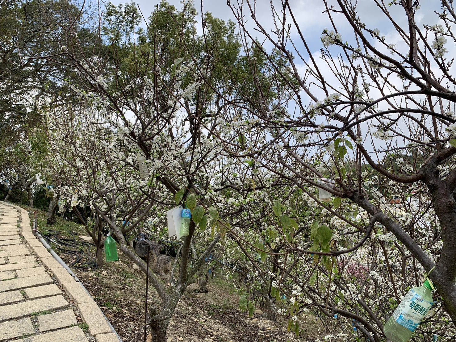 ▲花壇鄉八卦山腰李花大爆發，枝頭一片白皚皚，彷彿鋪上白雪，讓賞花的遊客驚嘆：好像走在雪地裡！（記者張溎壕攝）