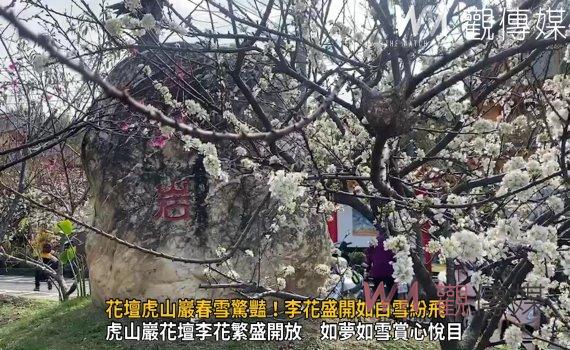 （有影片）／花壇虎山巖春雪驚豔！李花盛開如白雪紛飛　賞花盛況美不勝收