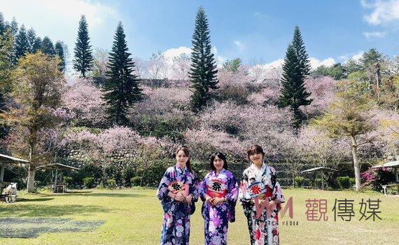 不用出國賞櫻花! 新社櫻花鳥森林「浪漫香水櫻花季」登場