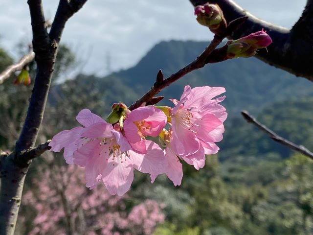 指南賞櫻8.jpg