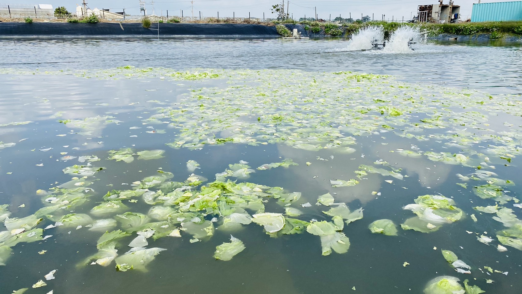 ▲生菜裁切後剩餘的邊角料放進魚塭餵食草魚，再將草魚的消化排泄肥水抽出至魚塭旁植物牆，形成一個生產、生態及經濟永續循環系統。(記者陳雅琪攝)