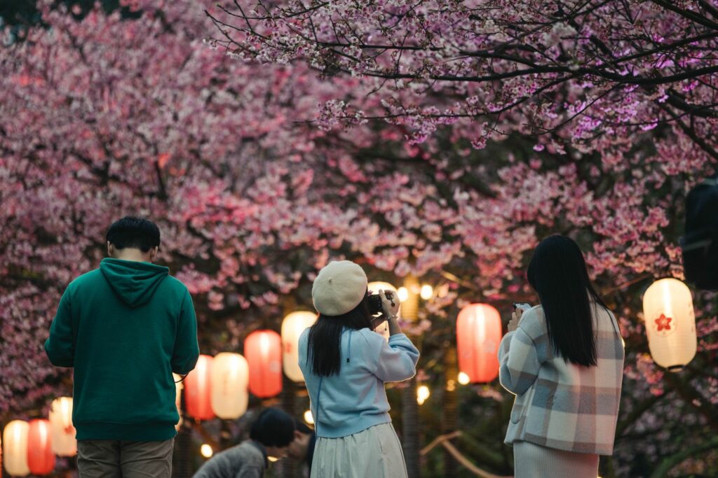 花見櫻花季為期兩週,吸引十幾萬遊客參觀