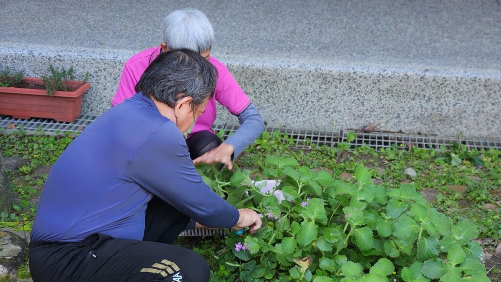 日照中心撿菜活動(圖/陳惠玲攝影)
