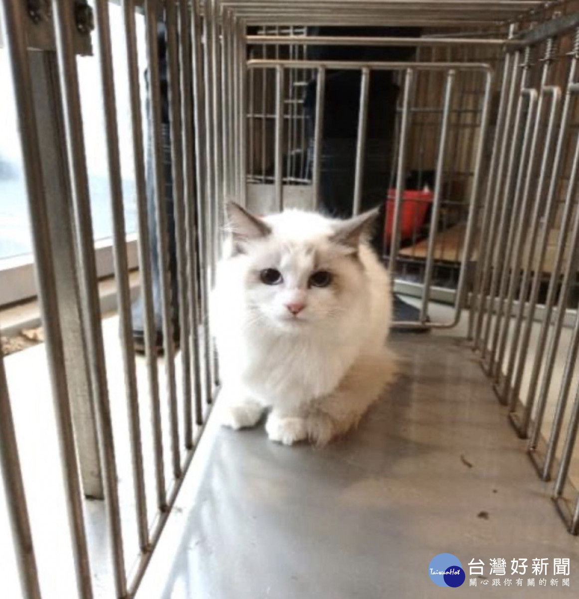 本次人氣王第三名布偶貓(公)/嘉義縣府提供