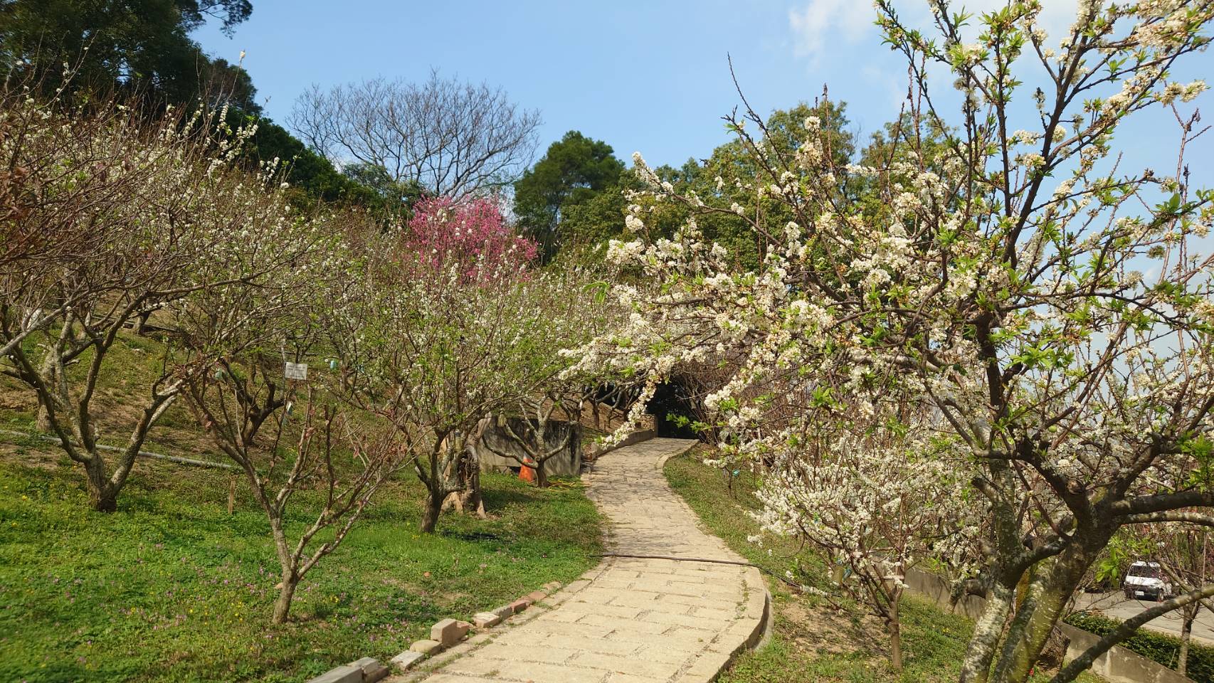 ▲今年的春天超浪漫！氣溫回暖，芬園寶藏寺及花壇虎山巖迎來黃花風鈴木、李花朵朵盛開，吸引各地民眾前來拍照打卡。（記者張溎壕攝）