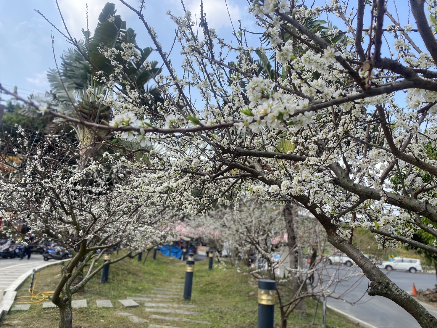 ▲今年的春天超浪漫！氣溫回暖，芬園寶藏寺及花壇虎山巖迎來黃花風鈴木、李花朵朵盛開，吸引各地民眾前來拍照打卡。（記者張溎壕攝）