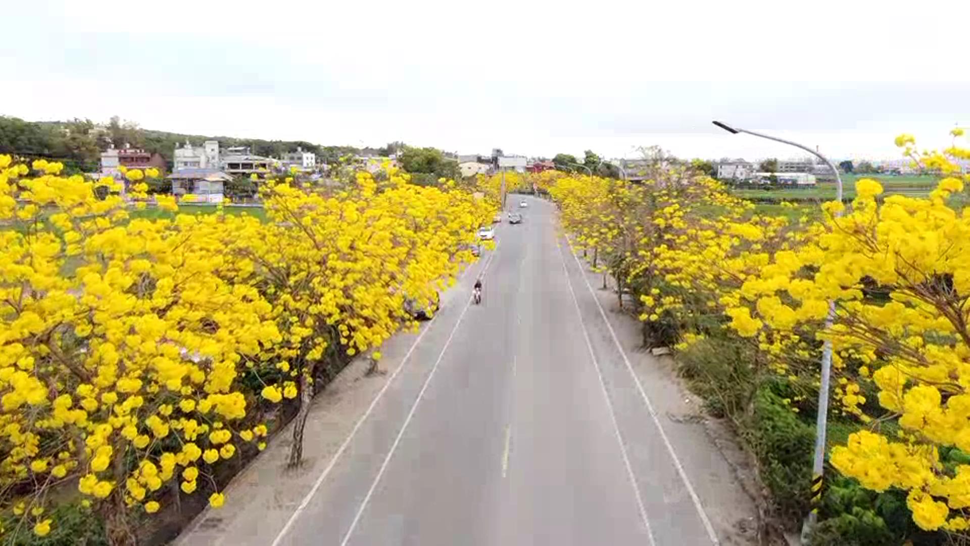 ▲今年的春天超浪漫！氣溫回暖，芬園寶藏寺及花壇虎山巖迎來黃花風鈴木、李花朵朵盛開，吸引各地民眾前來拍照打卡。（記者張溎壕攝）