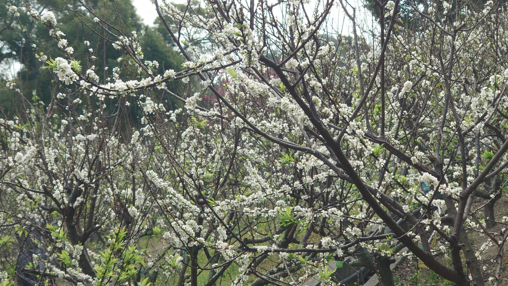 ▲今年的春天超浪漫！氣溫回暖，芬園寶藏寺及花壇虎山巖迎來黃花風鈴木、李花朵朵盛開，吸引各地民眾前來拍照打卡。（記者張溎壕攝）