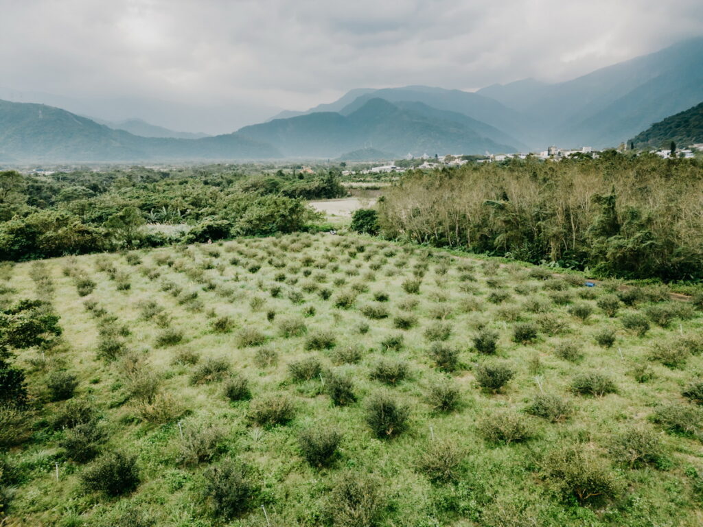 宜蘭大南澳 苦茶樹農地