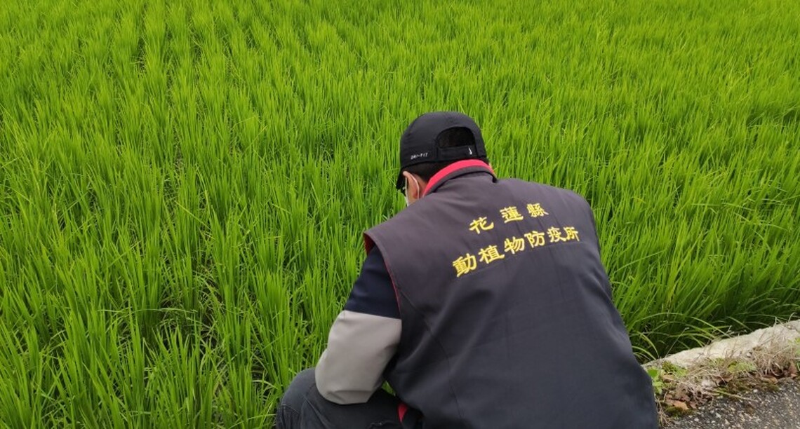 花蓮縣政府稻熱病防治藥劑補助開始 請稻農注意防範