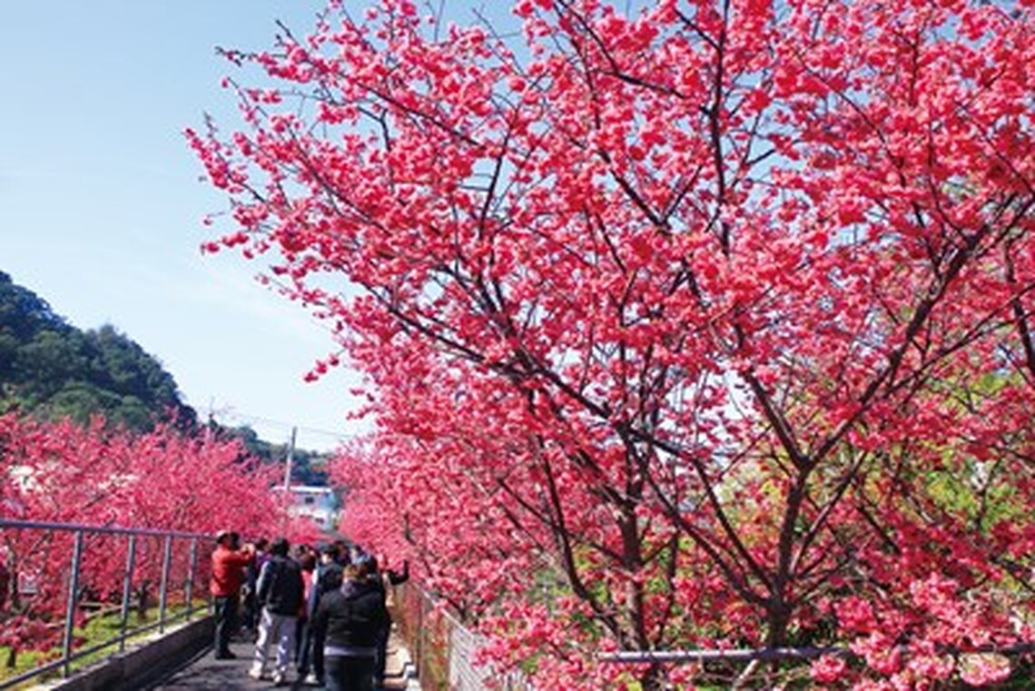 后里櫻花季登場 中市觀旅局:春遊賞櫻賞燈趣