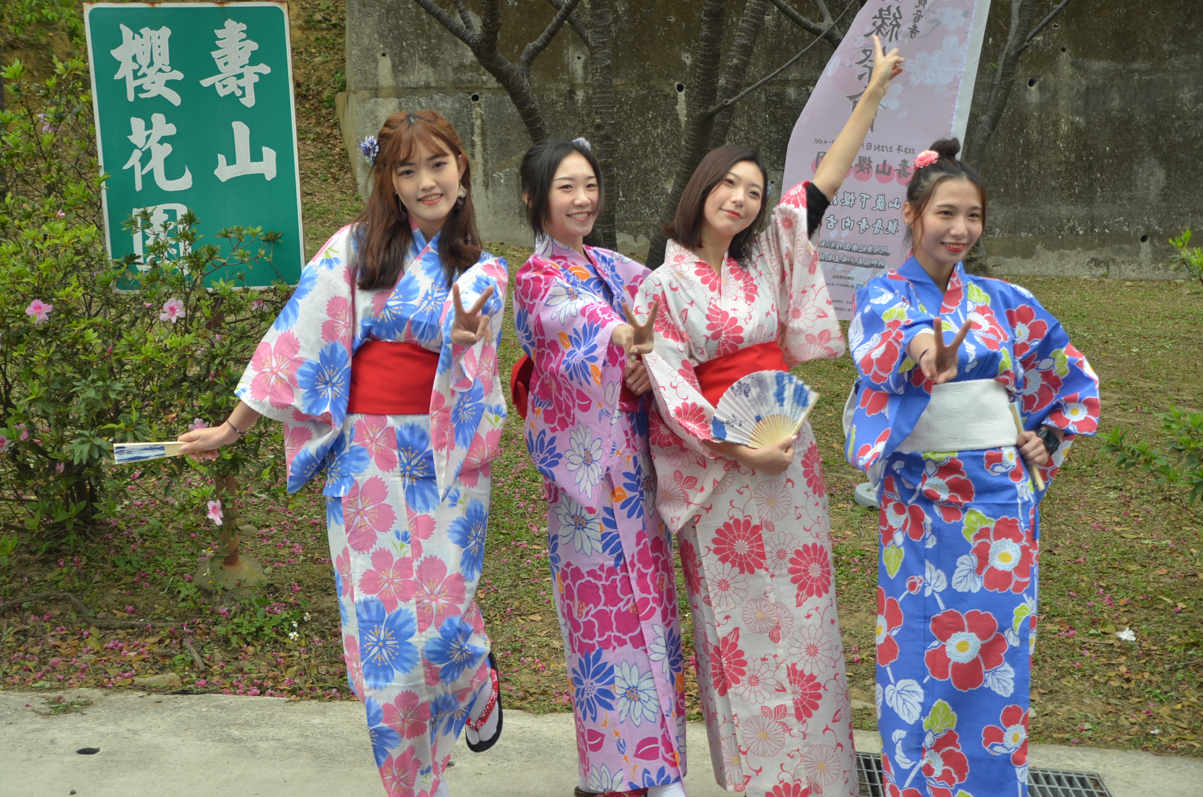 壽山巖觀音寺櫻花盛放　美少女和服秀、樂妃樂團演奏吸引眾多善信