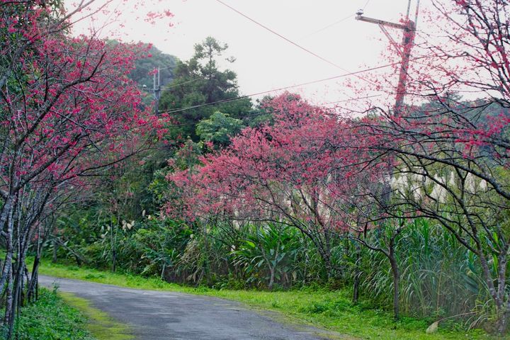 二格道路的山櫻花夾道綻放。 圖:新北市政府農業局/提供