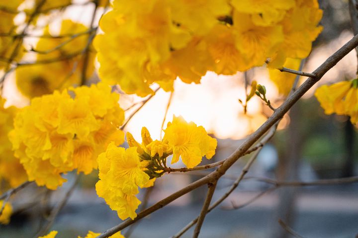黃花風鈴木、櫻花、麝香木齊盛開 春遊嘉義賞花超浪漫