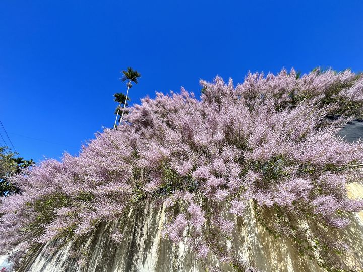 黃花風鈴木、櫻花、麝香木齊盛開 春遊嘉義賞花超浪漫