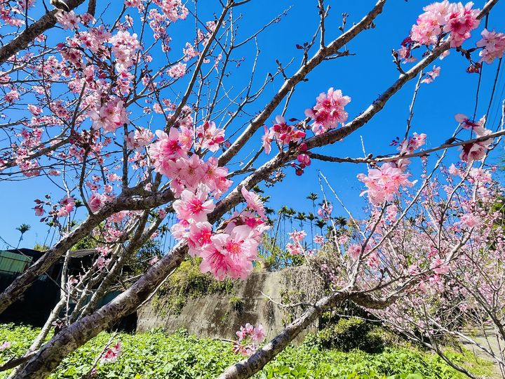 黃花風鈴木、櫻花、麝香木齊盛開 春遊嘉義賞花超浪漫