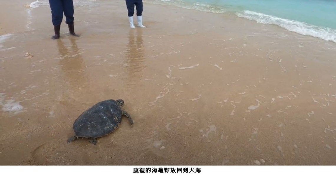 鯨豚、海龜擱淺怎麼辦？海洋局極力推動鯨豚海龜教育宣導及保育