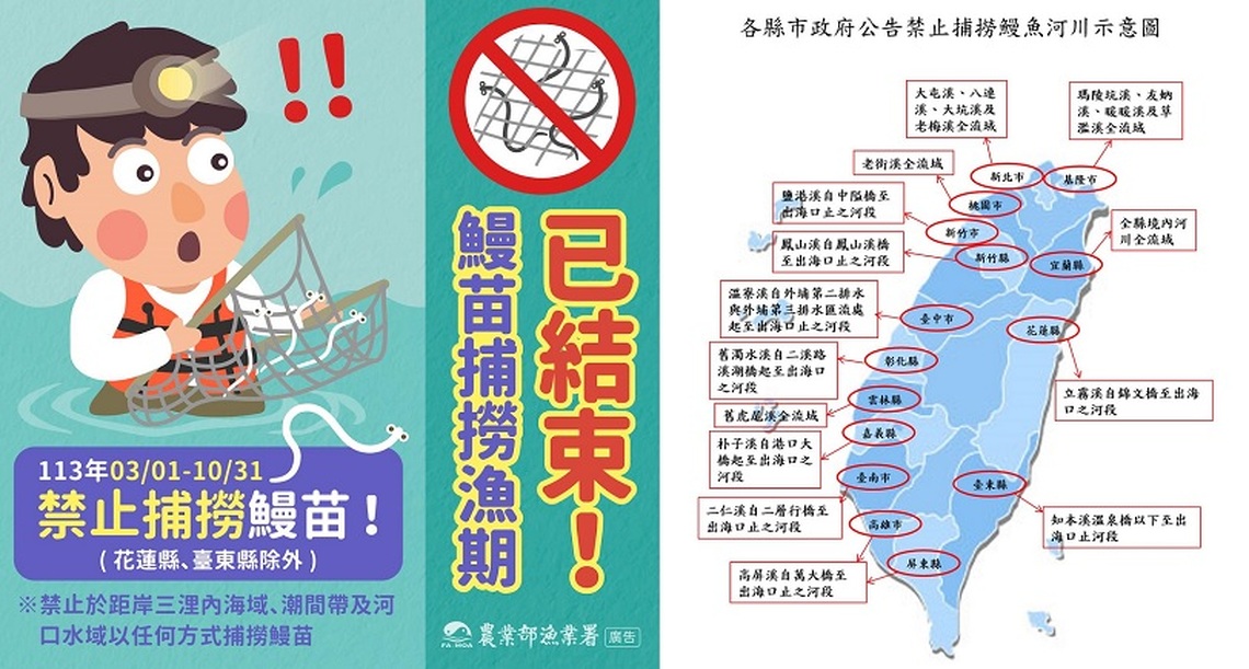 為鰻魚產業永續 3月1日開始禁捕鰻苗