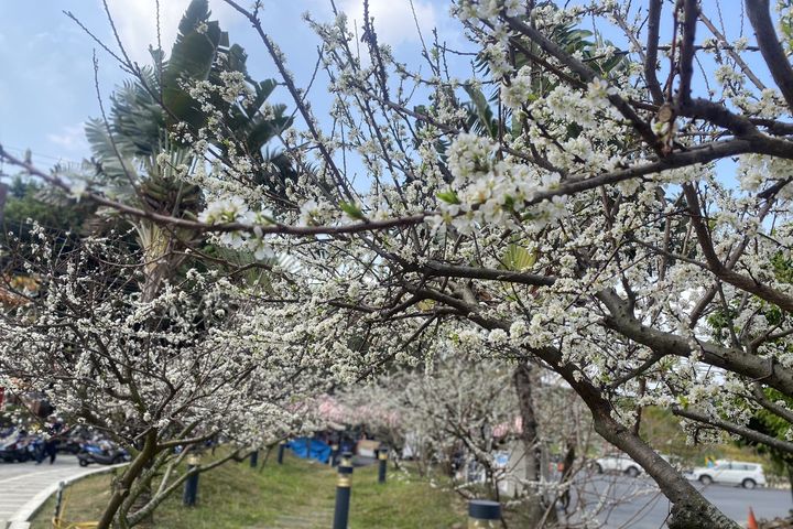 春暖花開,八卦山轄區虎山巖寺周遭李花盛開。 圖:參山國家風景區管理處/提供