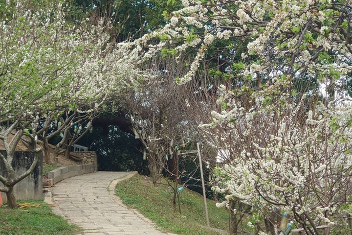 賞花囉!春遊八卦山轄區 黃花風鈴木、李花盛開