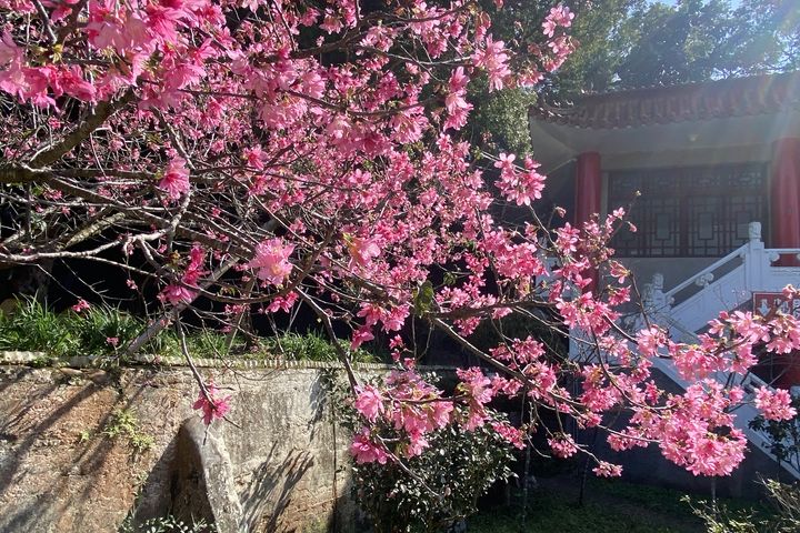 賞花囉!春遊八卦山轄區 黃花風鈴木、李花盛開