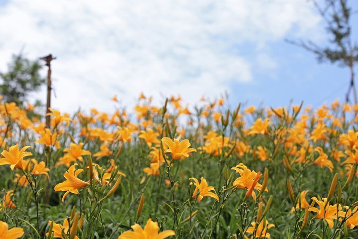 賞花囉!春遊八卦山轄區 黃花風鈴木、李花盛開