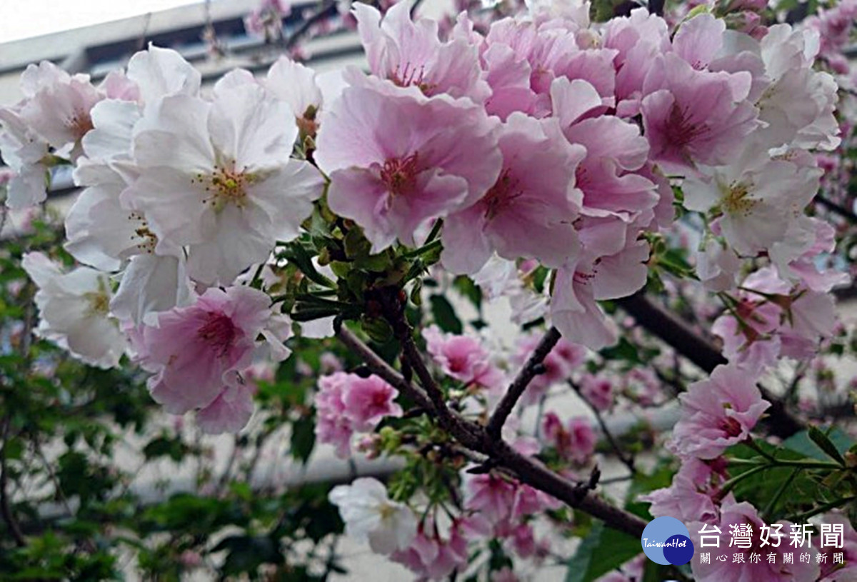 八德瑞源街的吉野櫻將開 桃園市多一處賞花秘境