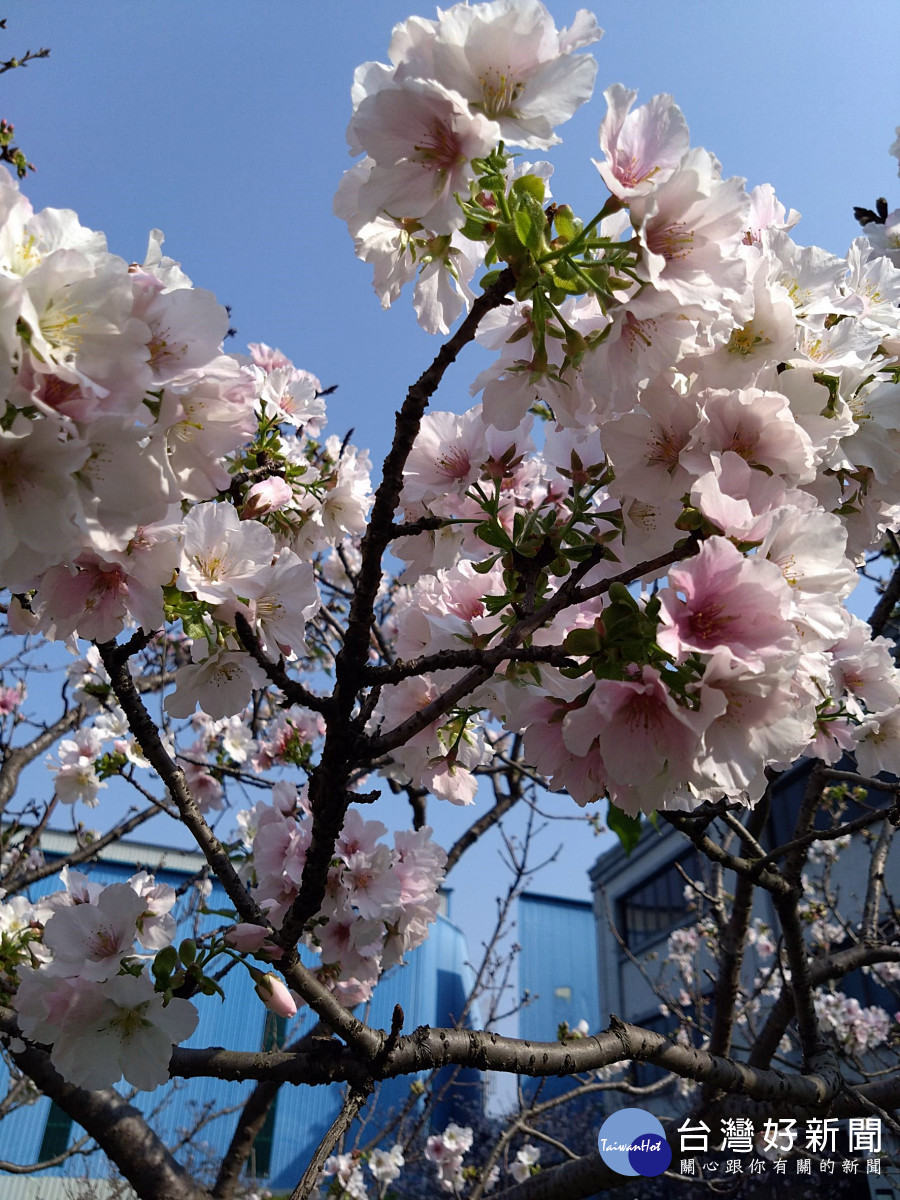 八德瑞源街的吉野櫻將開 桃園市多一處賞花秘境