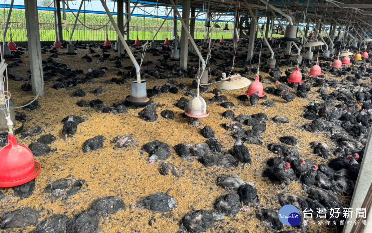 雲林縣土庫鎮某土雞場確診H5N1，動植物防疫所今天撲殺銷毀7505隻土雞／陳致愷翻攝