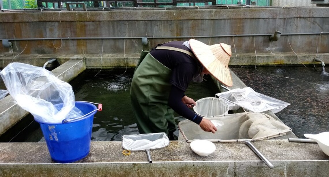 花蓮縣水產培育所提供優質在地魚苗來源 3月1日起開放申請魚苗配售作業