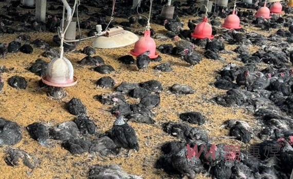 禽流感警報!雲林土庫再爆H5N1 動植物防疫所呼籲禽農提高警覺
