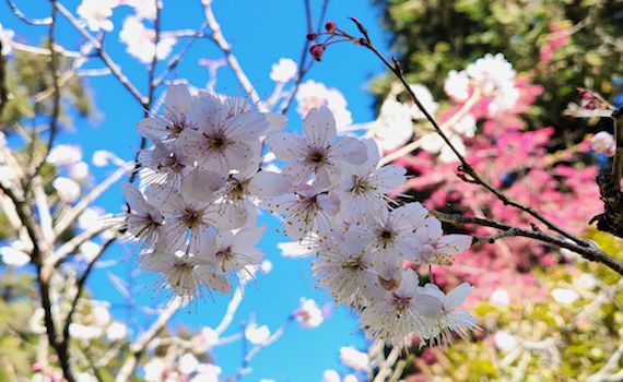 3月10日起阿里山31種櫻花將綻放光彩 假日將管制