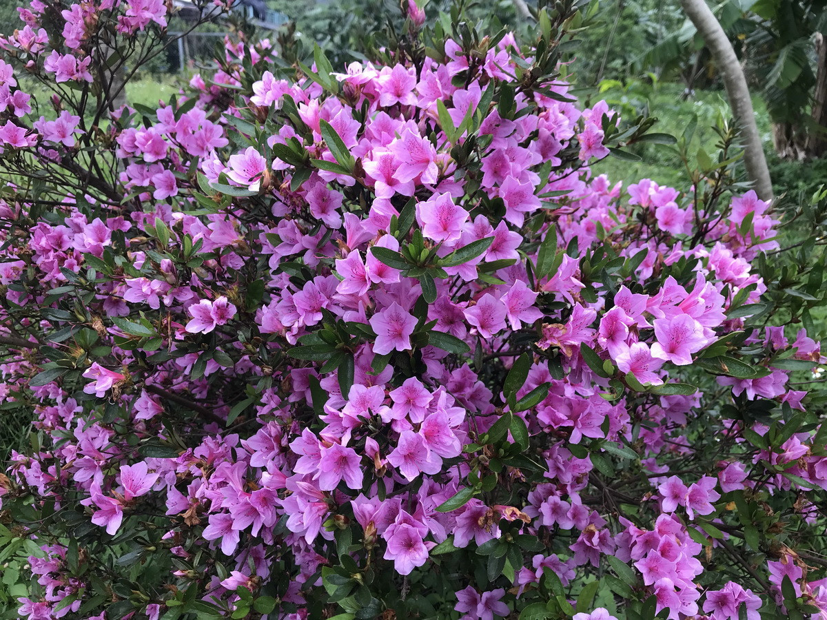 烏來杜鵑可帶來滿園繽紛。(林業及自然保育署提供)