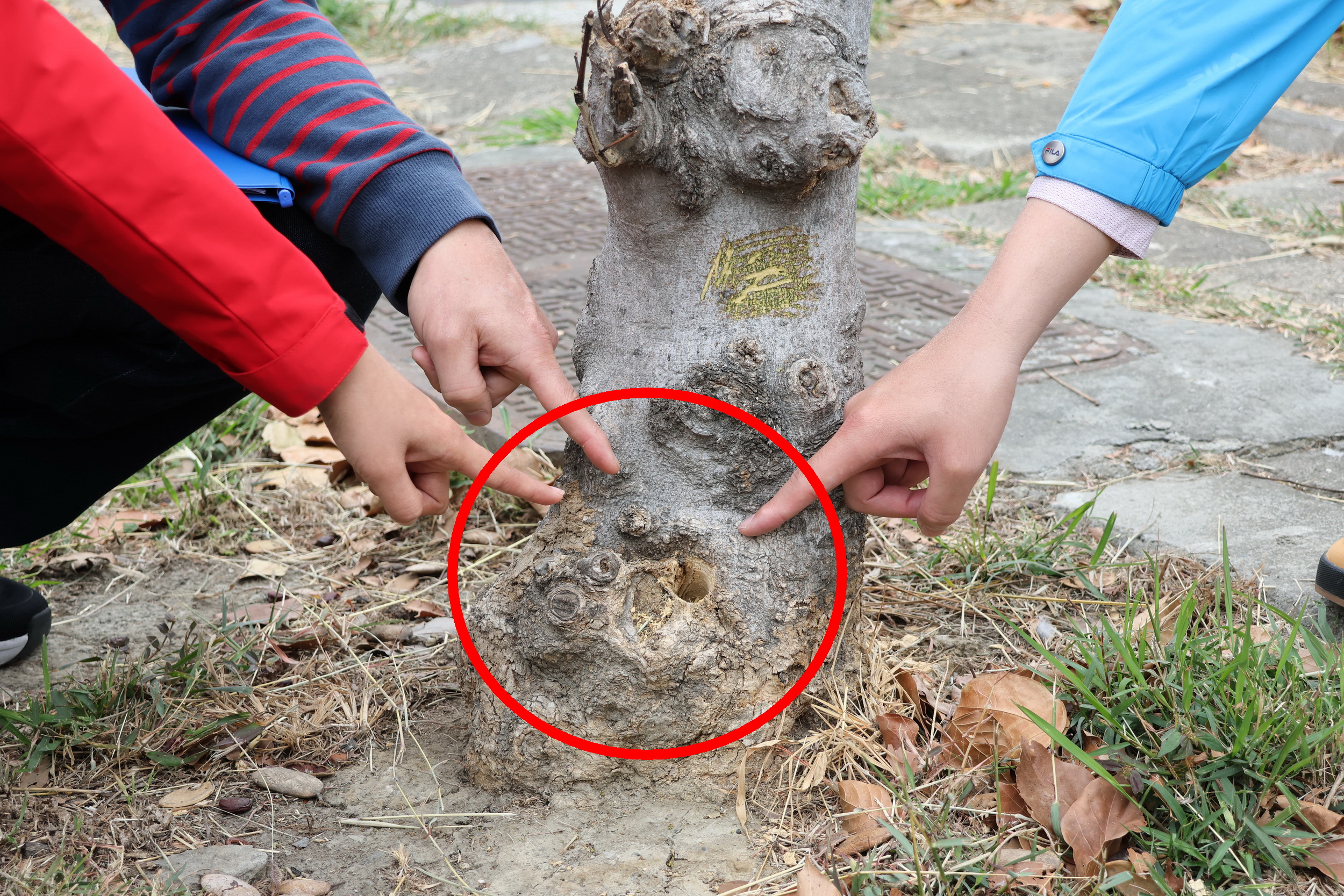 ▲員林市發生4棵水黃皮行道樹遭鑽孔灌毒事件，被害路樹逐漸枯萎致死，警方調閱路口錄影監視畫面，將涉案男子傳喚到案，起出手動鑽孔機等作案工具。（記者張溎壕攝）