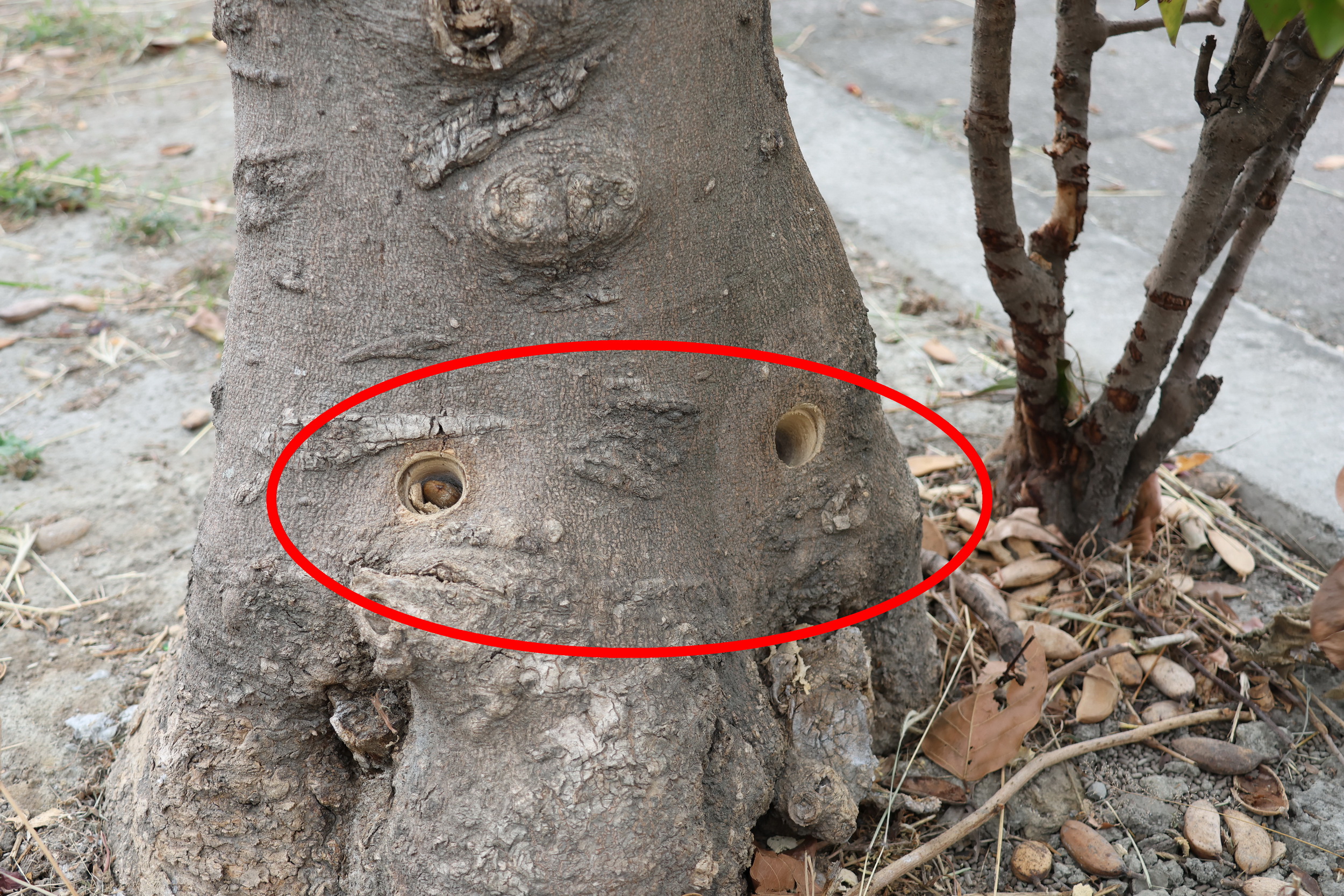 ▲員林市發生4棵水黃皮行道樹遭鑽孔灌毒事件，被害路樹逐漸枯萎致死，警方調閱路口錄影監視畫面，將涉案男子傳喚到案，起出手動鑽孔機等作案工具。（記者張溎壕攝）
