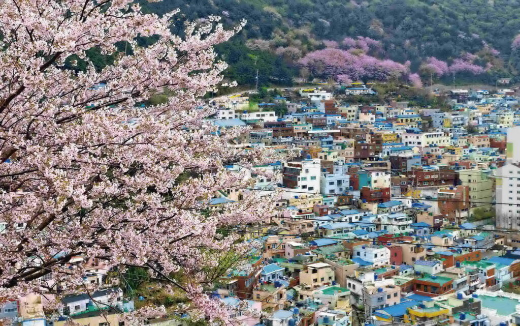 韓國賞櫻首選鎮海櫻花,易飛網行程走訪甘川洞文化村,彩色小屋與粉櫻如童話故事場景,每人11,900元起,第二人折2,000元。