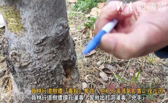 (有影片)/員林行道樹遭「毒殺」奪命 包商不滿落葉影響工程灶因