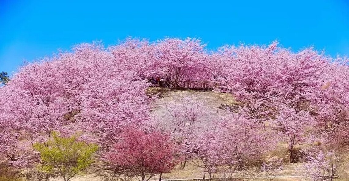 中國賞花遊熱度大漲 春遊紅火目的地有哪些?