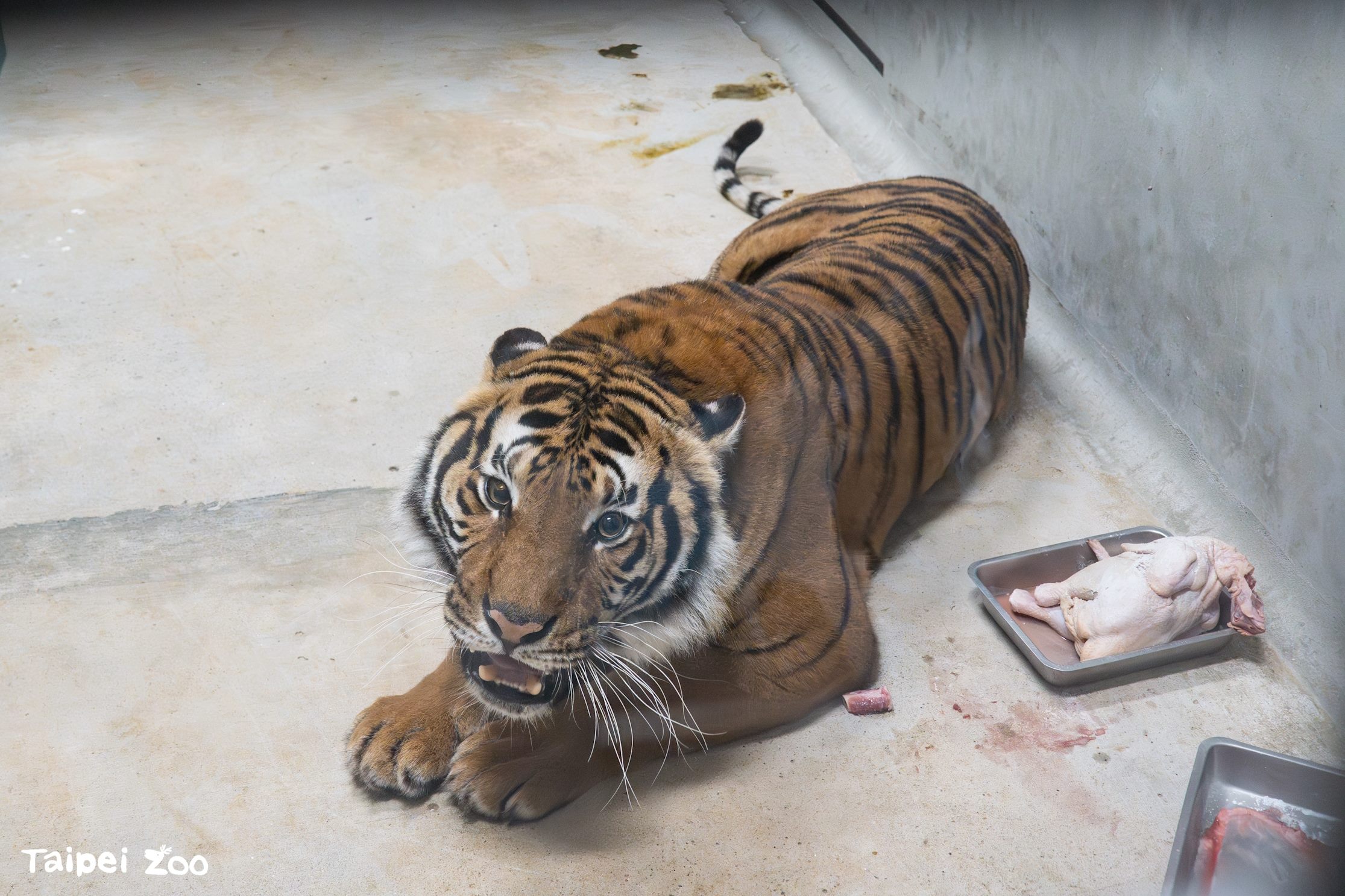 法國極度瀕危馬來虎Serikin與Shima抵臺　臺北動物園展開檢疫生活