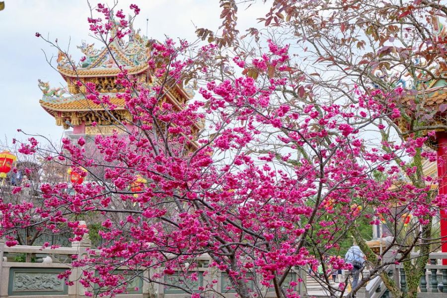 新北竹林山觀音寺櫻花盛開 祈福賞櫻兩相宜