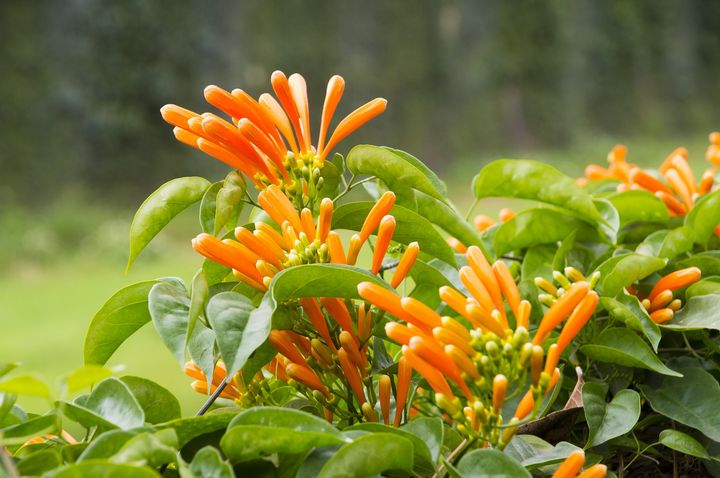 春暖花開/新北鴨母港溝 炮仗花、馬纓丹齊放